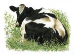 Fresian Cow II - Aida