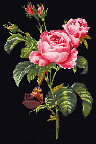 Rosa Redouté - Negro