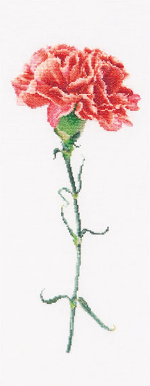 Clavero Rojo - Blanco - Aida
