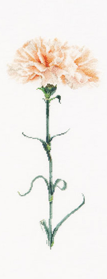 Clavero Melocotón - Aida