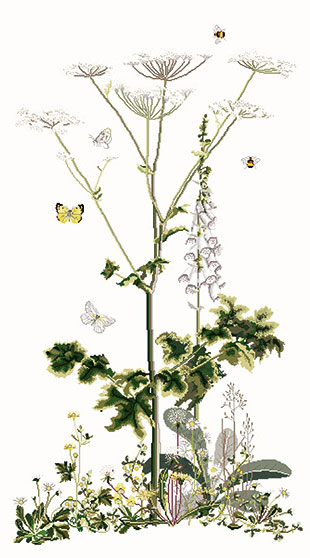 Manzanilla bastarda siberiana - Aida