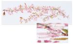 Japanese Blossom - Aida
