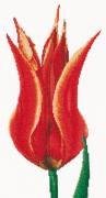 Tulipán lirio Rojo/Amarillo - Aida