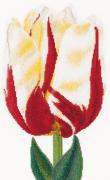Tulipán flameado - Aida