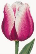 Tulipán triunfo rojo/blanco - Aida