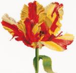 Tulipán Loro rojo/amarillo - Aida