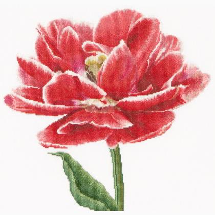Tulipán doble rojo/blanco - Aida