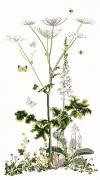 Manzanilla bastarda siberiana - Aida