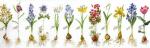 Bulbs (Flowers Study) - Aida