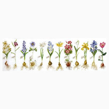 Bulbs (Flowers Study) - Aida