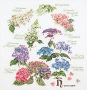 Hydrangea - Aida