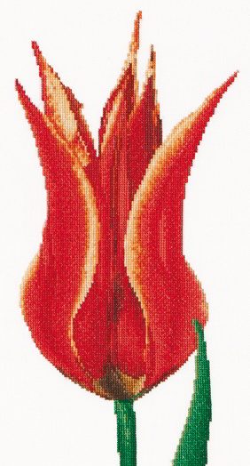 Tulipán lirio Rojo/Amarillo - Aida