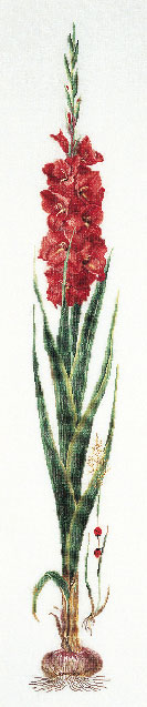 Gladiolos - Rojo - Aida