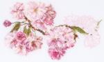 Blossom - Aida