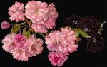 Blossom - Negro