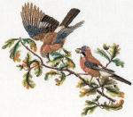 Jays