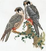 Falcons - Aida