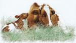 Red Cow