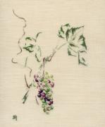 Raisin "Vitis Brandt"