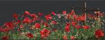 Poppies - Negro
