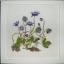 Blue Flowers