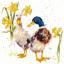 Ducks And Daffs