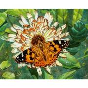 Butterfly on the flower