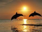 Playing Dolphins
