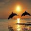 Playing Dolphins