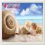 Seashells on the shore