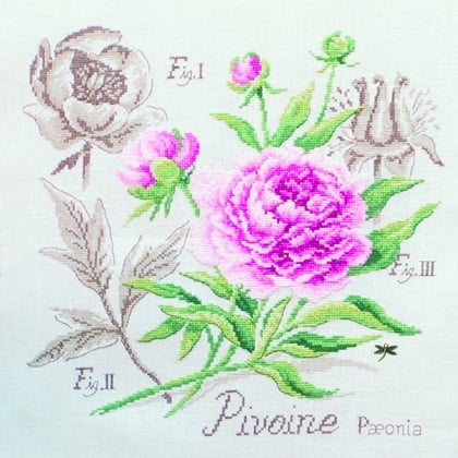 Étude à la Pivoine - Lino