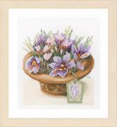 Crocus in Vase