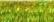 015L Laser Lime (#4)