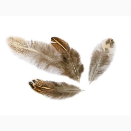 Plumas Marrón / Crema