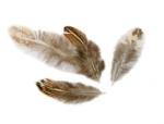 Plumas Marrón / Crema