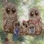 Owl Family