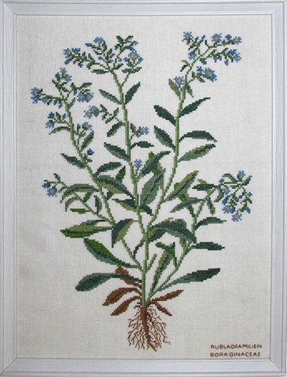 Bora Ginaceae