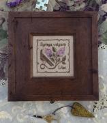 Common Lilac