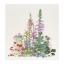 American Wild Flowers