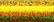 028L Solar Flair Kreinik Ribbon (1/8")