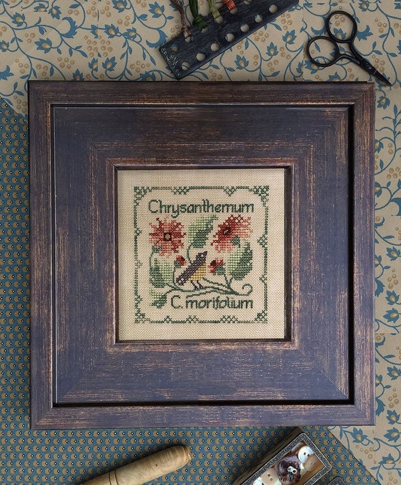 Texas Bluebonnet - Chrysanthemum