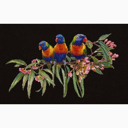 Lorikeets - Negro