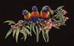 Lorikeets - Negro