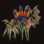 Lorikeets - Negro