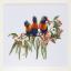 Lorikeets - Lino