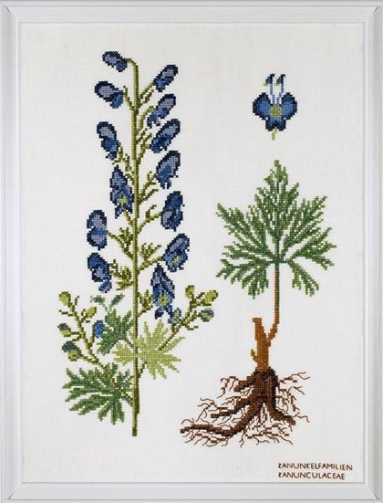 Ranunculaceae