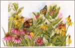 Echinacea y mariposas