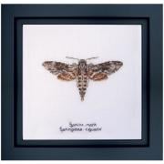 Sphinx moth