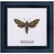 Spurge Hawk moth