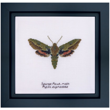 Spurge Hawk moth